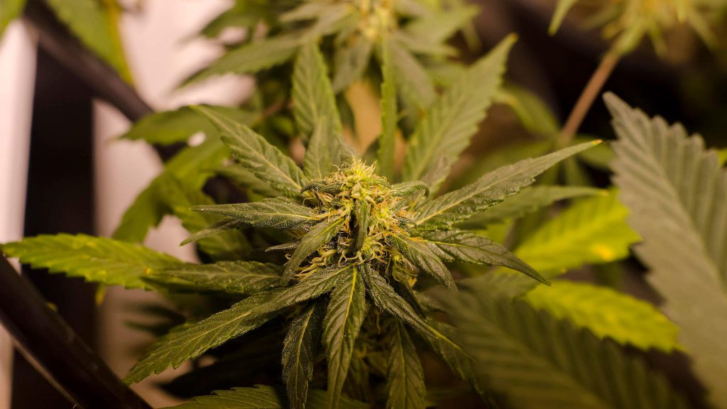 marijuana plant