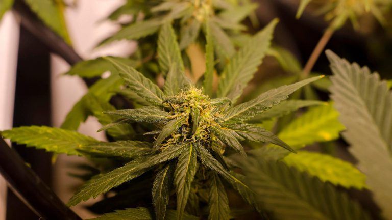 marijuana plant