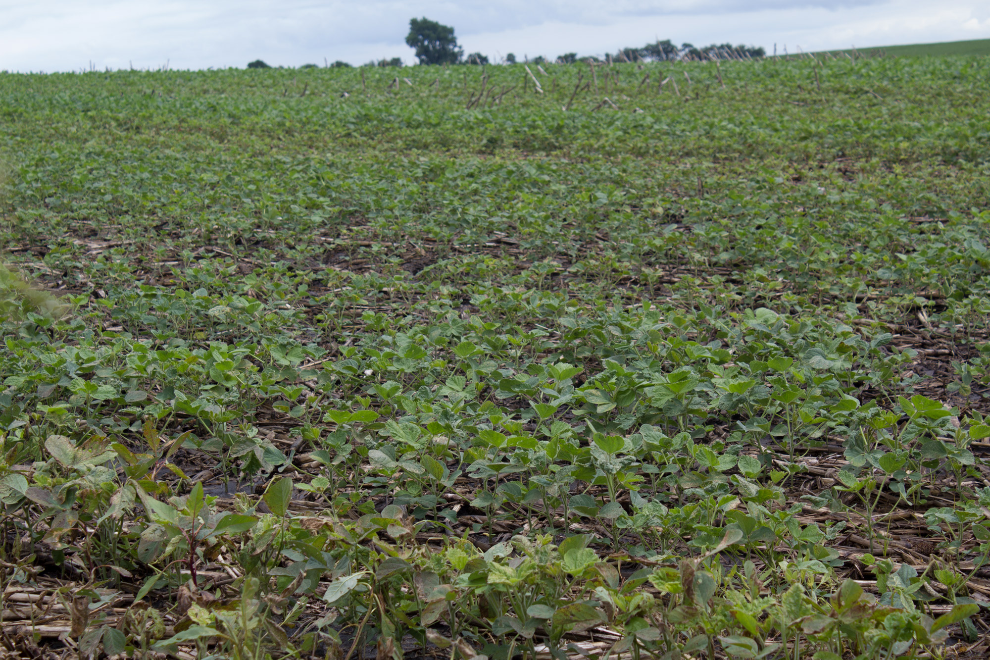 Study Climate Change Will Affect Soybeans In 2 Ways That Cancel Each