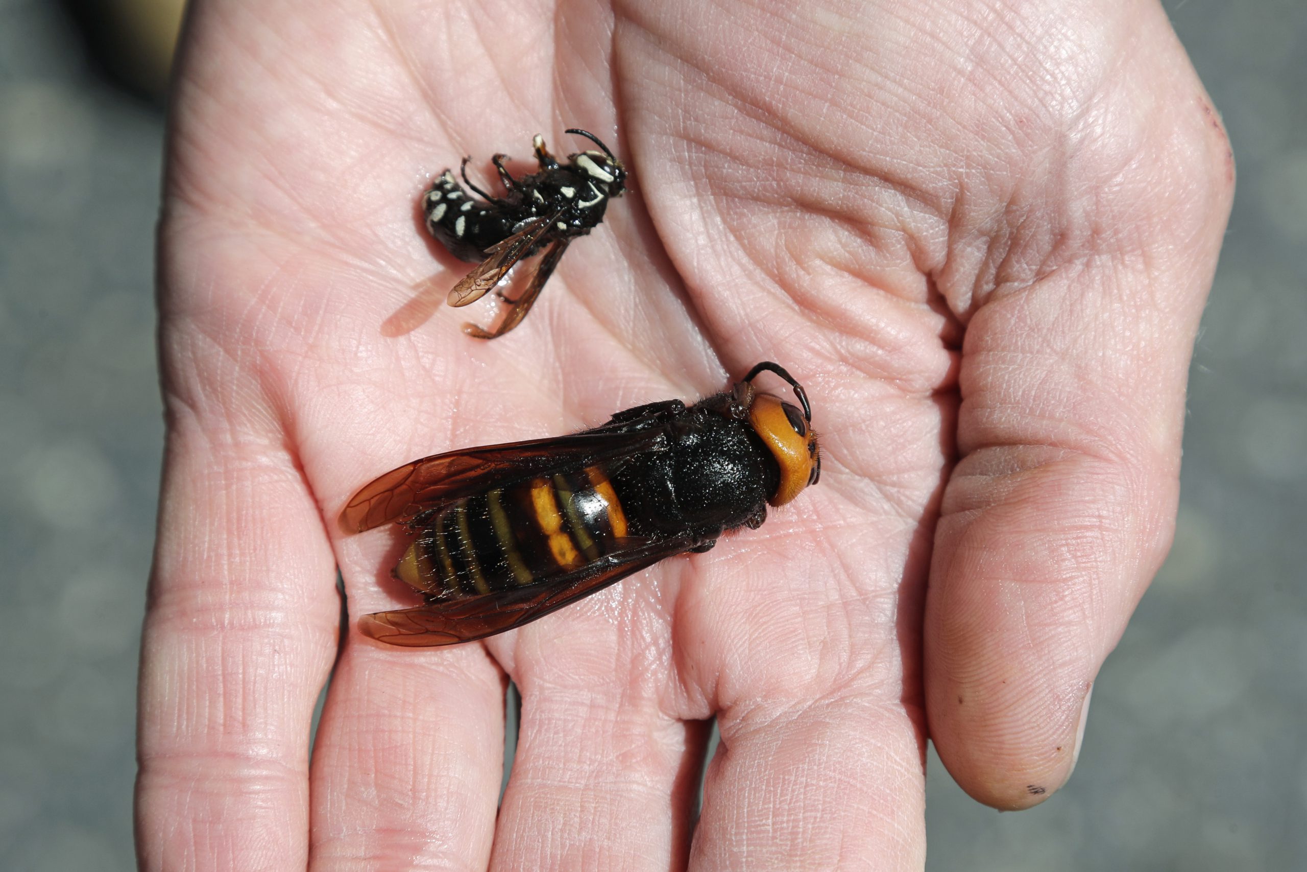 Asian giant murder hornets make first U.S. appearance 