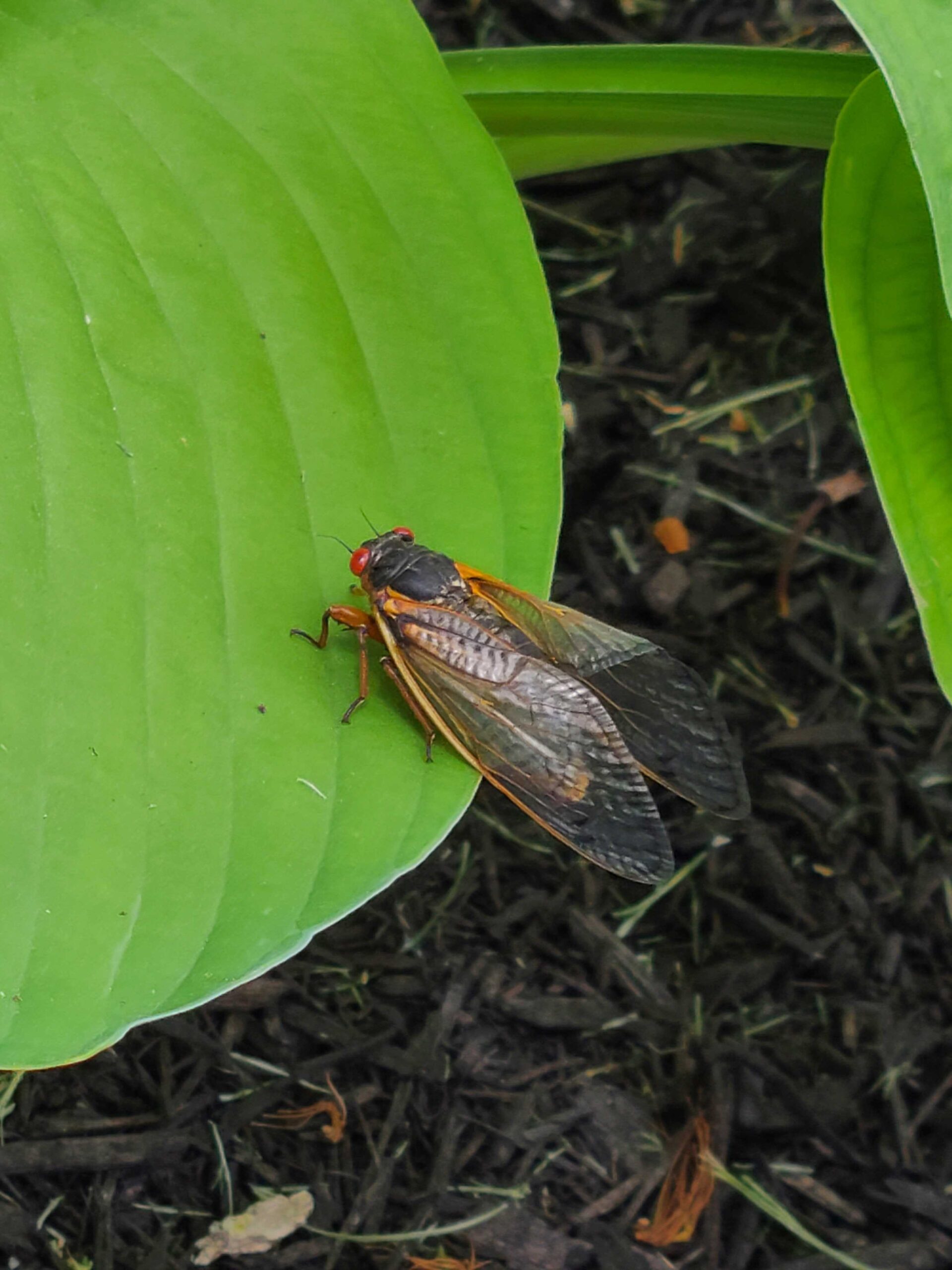 Cicadas Are Waking Up In Eastern Illinois But Many More Arrive In 2024