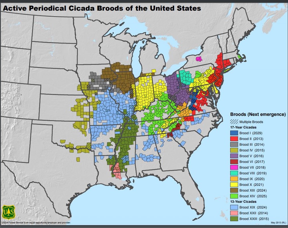 Current Cicada Map 2024 Cammy Corinne