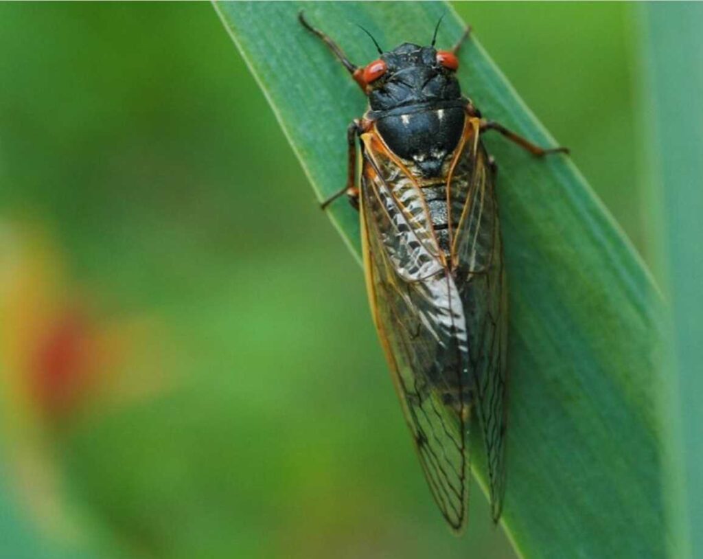Cicadas Are Waking Up In Eastern Illinois But Many More Arrive In 2024