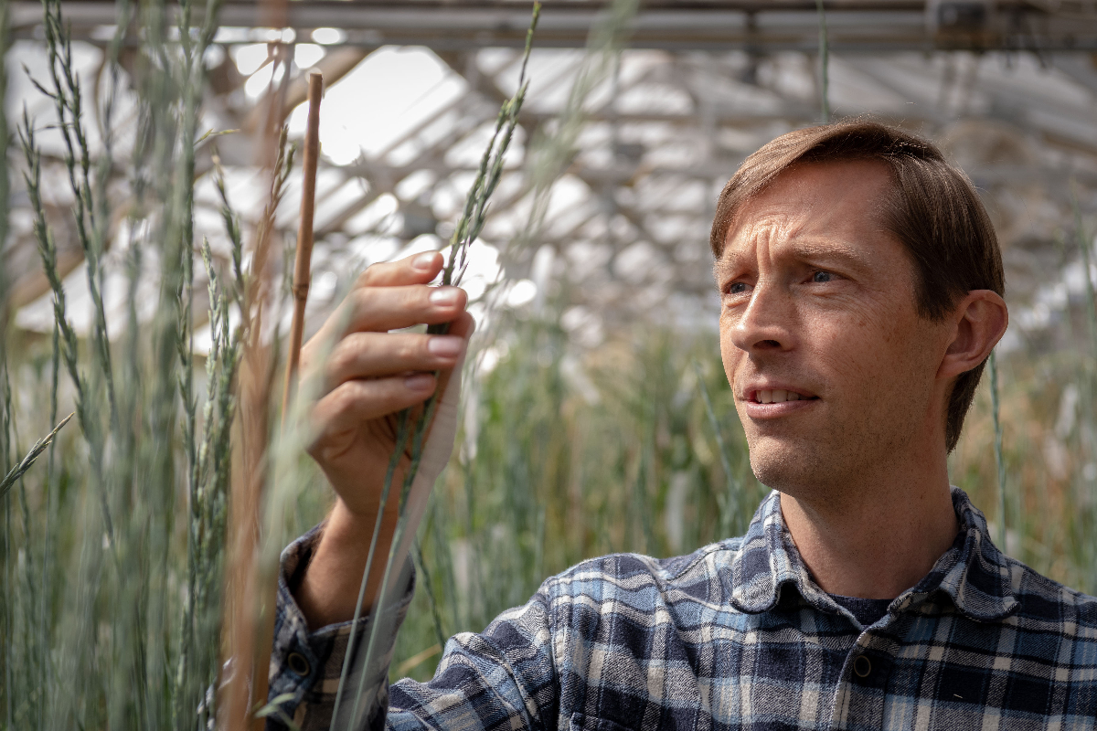 Kernza — the grain you've never heard of that could revolutionize farming - Illinois Newsroom