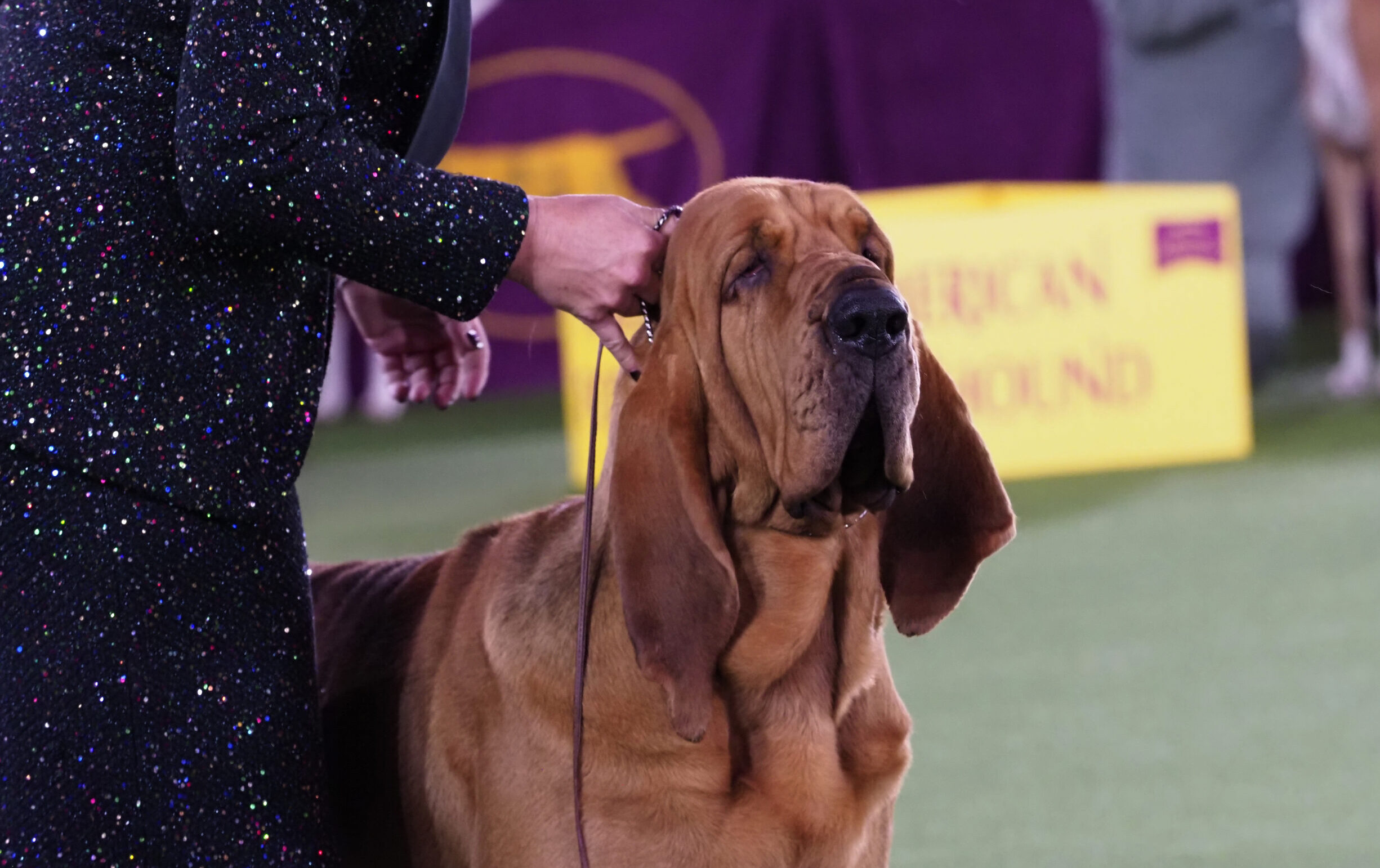 A Bloodhound from St. Joseph wins at the Westminster Kennel Club Dog Show -  Illinois Newsroom