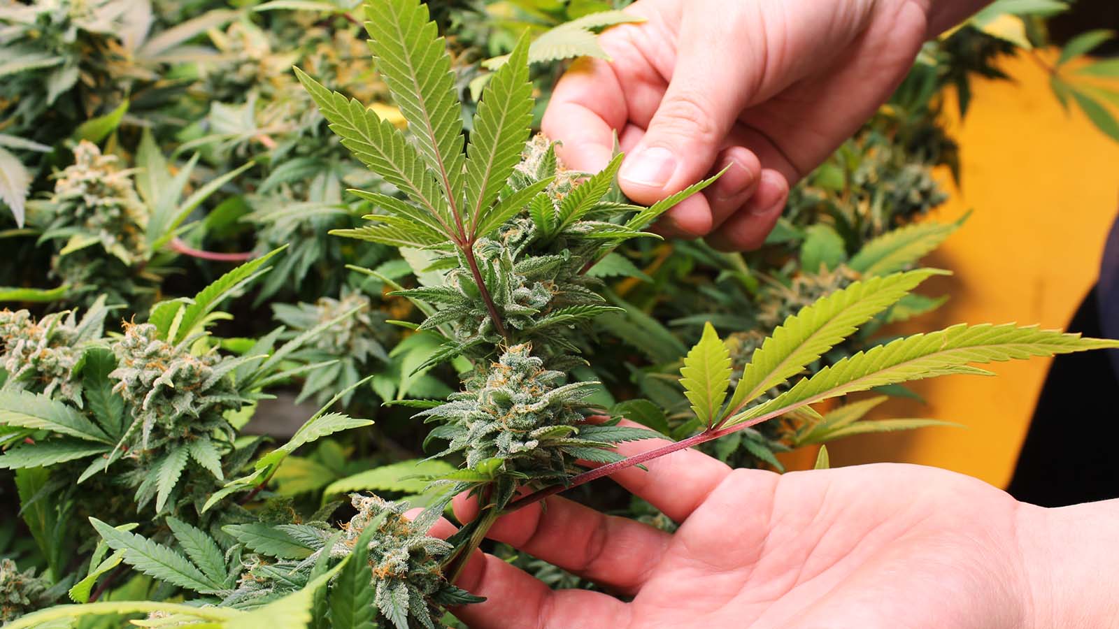 Two hands lift the bud of a cannabis plant.