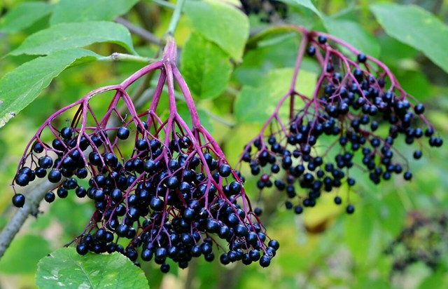Elderberries are a successful niche crop at a crossroads: go big or stay small - Vimarsana News